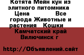 Котята Мейн-кун из элитного питомника › Цена ­ 20 000 - Все города Животные и растения » Кошки   . Камчатский край,Вилючинск г.